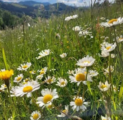 Tatil Evi Auszeit 2 0 Digital Detox Obergrünburg