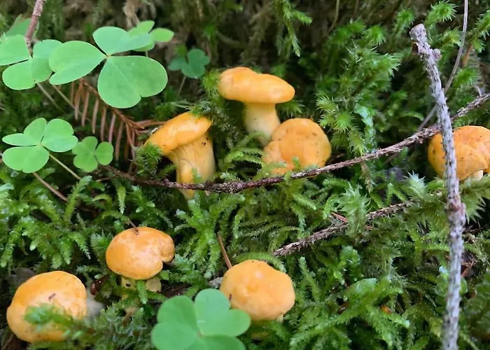 Auszeit 2 0 Digital Detox Tatil Evi Obergrünburg