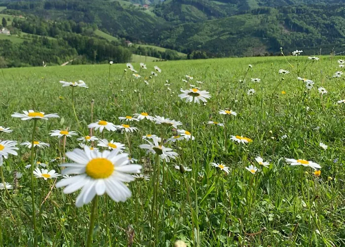 Tatil Evi Auszeit 2 0 Digital Detox Obergrünburg