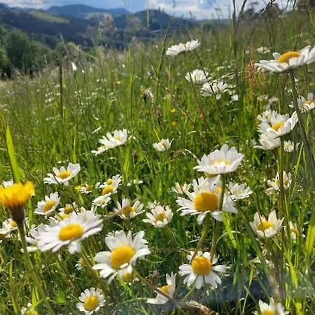 度假居 Auszeit 2 0 Digital Detox Obergrünburg