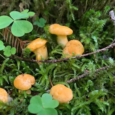 Auszeit 2 0 Digital Detox 度假居 Obergrünburg